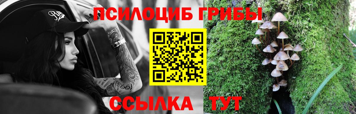 Псилоцибиновые грибы прущие грибы Зима